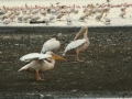 Lake Nakuru met park en omgeving