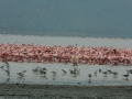 Lake Nakuru met park en omgeving