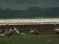 Lake Nakuru met park en omgeving