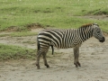 Lake Nakuru met park en omgeving