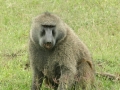 Lake Nakuru met park en omgeving