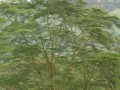 Lake Nakuru met park en omgeving