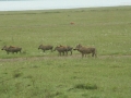 Lake Nakuru met park en omgeving