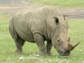 Lake Nakuru met park en omgeving