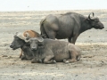Lake Nakuru met park en omgeving