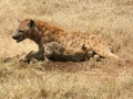 De Ngorongoron krater van een vulkaan en omgeving