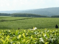Omgeving Kisii