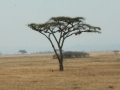 National Park Serengeti