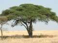 National Park Serengeti