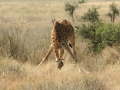 National Park Serengeti