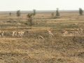 National Park Serengeti