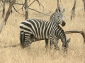 National Park Serengeti