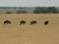 National Park Serengeti
