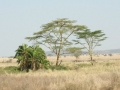 National Park Serengeti