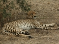 National Park Serengeti