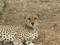 National Park Serengeti