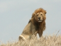 National Park Serengeti