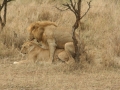 National Park Serengeti