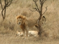 National Park Serengeti