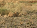 National Park Serengeti