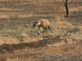 National Park Serengeti