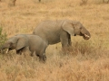 National Park Serengeti