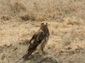 National Park Serengeti